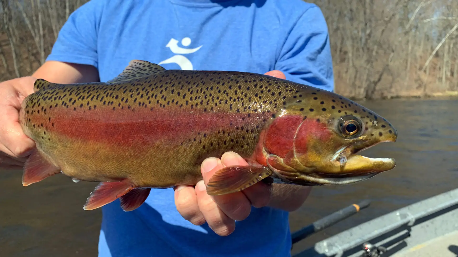 close up of person holding a trout